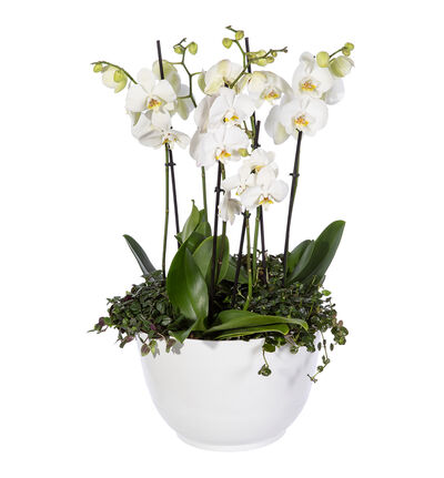 Hvit orkidé sammenplanting L